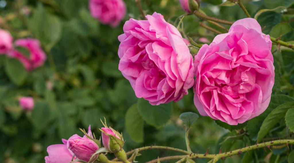 Rose Rosa damascena - MutterKindWohl