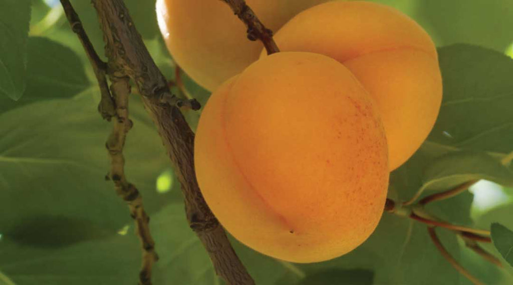 Aprikosenkernöl prunus armeniaca kernel oil - MutterKindWohl