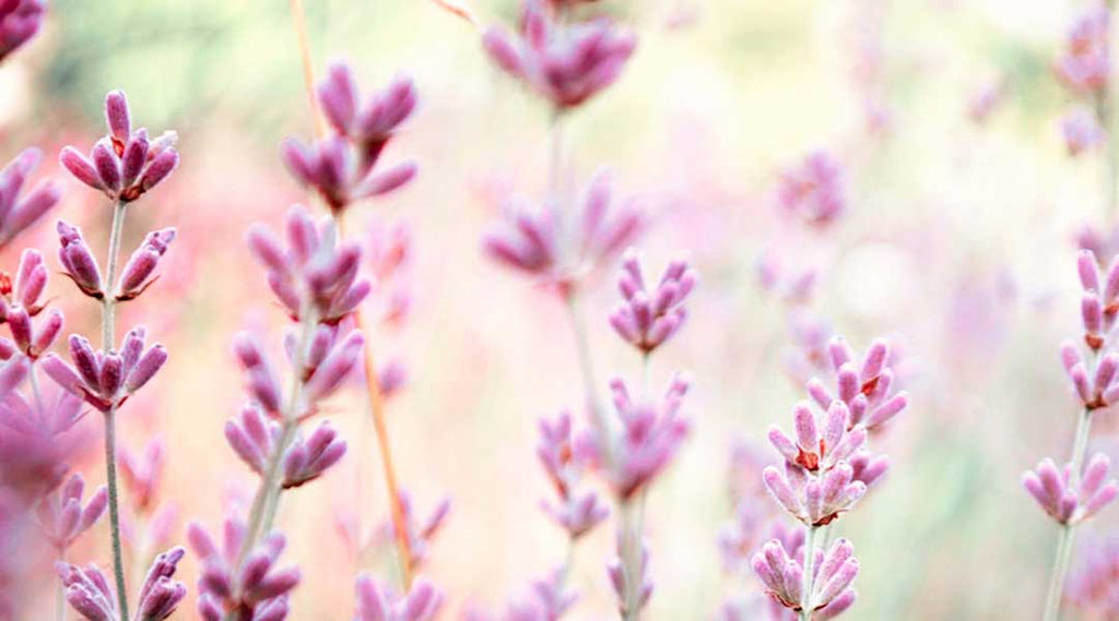 Lavendel Lavendula angustifolia - MutterKindWohl